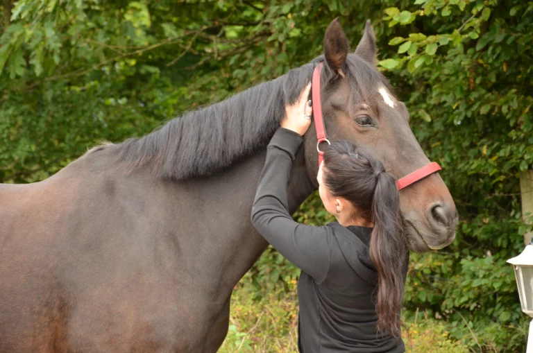 Katja bei der pferdeosteopathischen Behandlung eines Pferdes